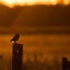 Sycek obecny - Athene noctua - Little Owl 0005_2